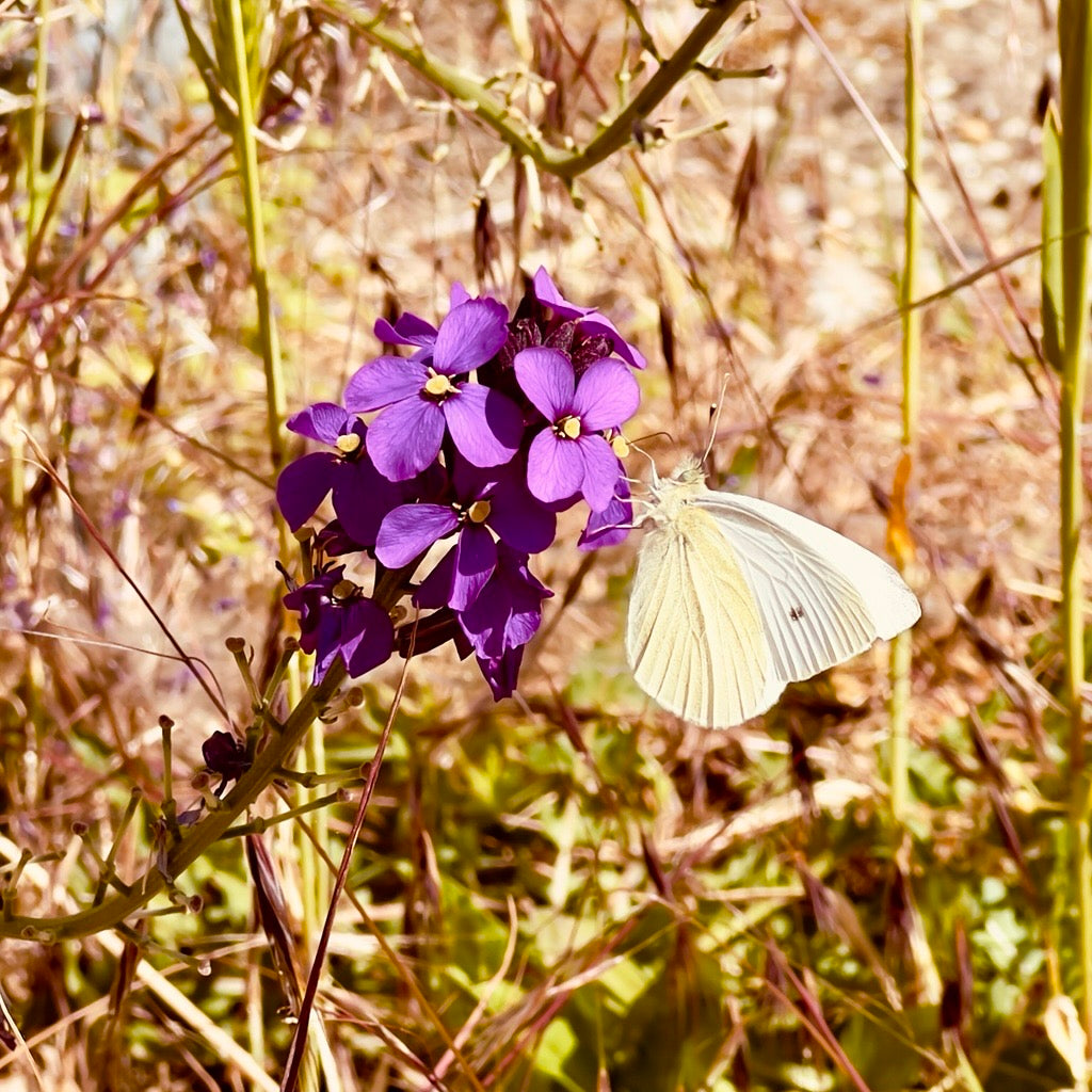 Support for groundbreaking carbon removal technologies.